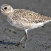 Black-bellied Plover